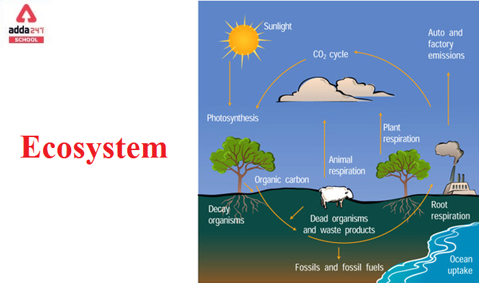 difference between aquatic ecosystem and desert ecosystem