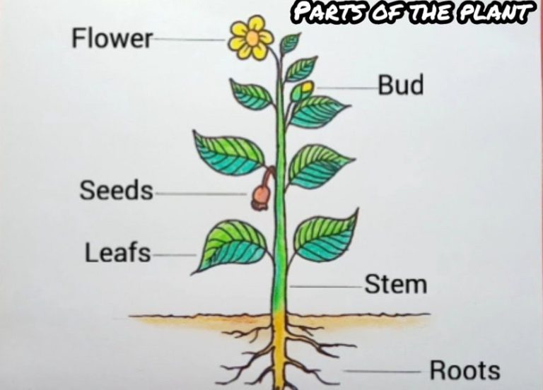 Parts of Plant Diagram, Drawing for Kids and Label Its Parts