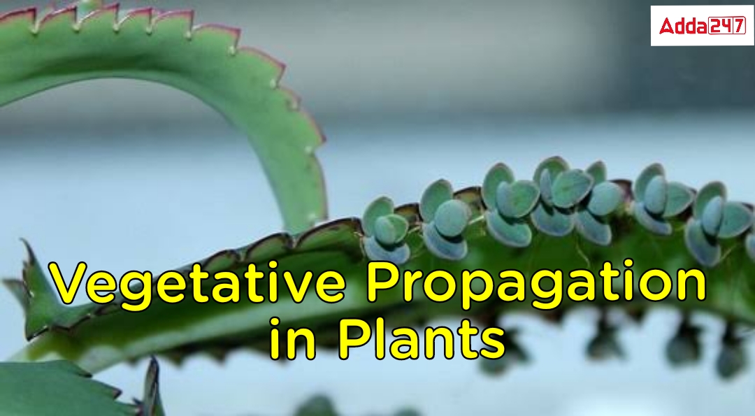 Vegetative Propagation Examples Meaning Definition Advantage