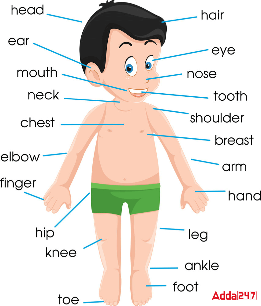 50 Body Parts Name in English with Pictures