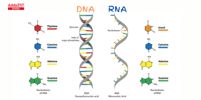 Difference Between DNA and RNA- Know Basic Facts