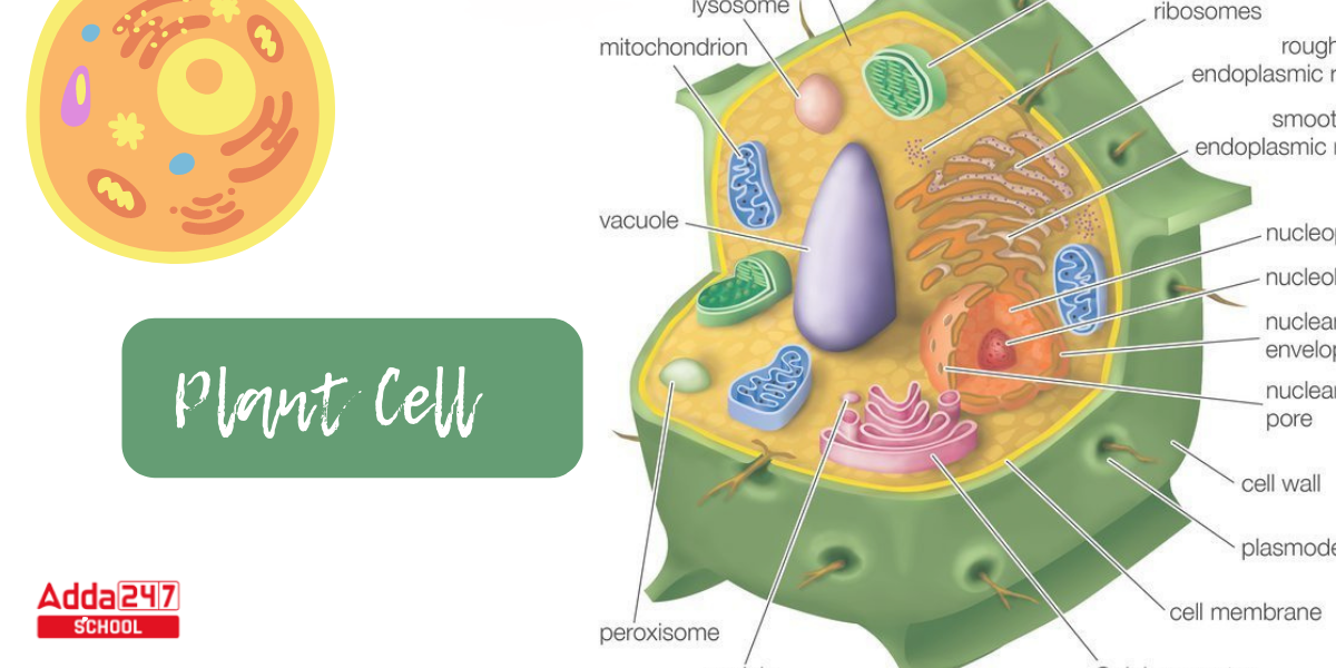 Plant Cell Definition, Structure, Function, Diagram & Types