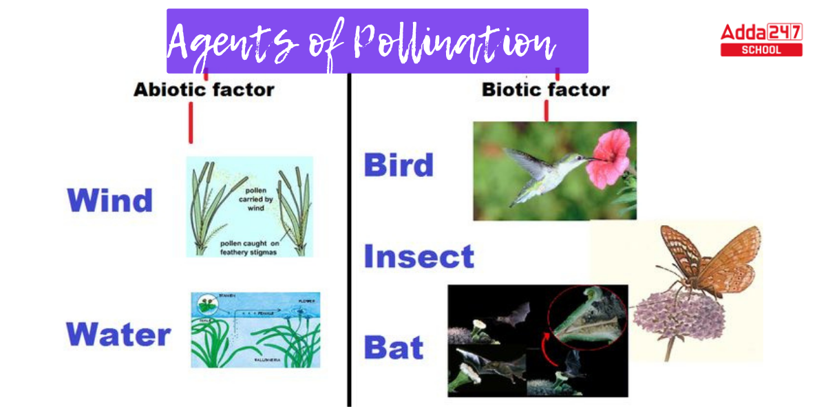 Pollination Definition Diagram Process Types 3166