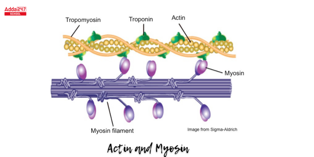 Difference Between Actin and Myosin