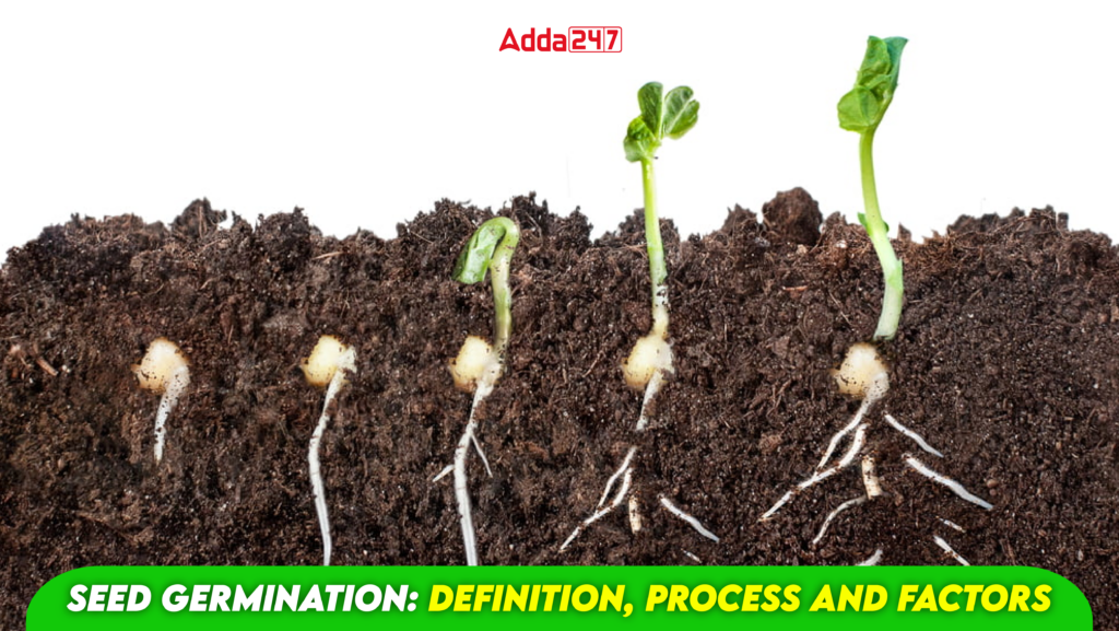 Seed Germination: Definition, Process and Factors - Exams