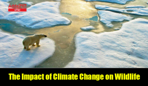 Climate Change on Wildlife